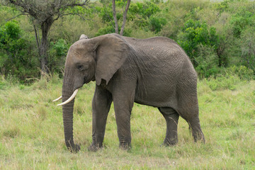 Fototapeta premium Single elephant in Massai Mara