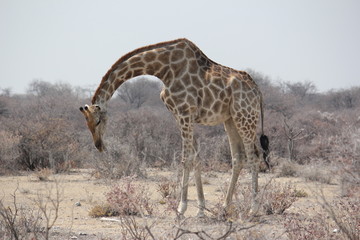 Giraffe