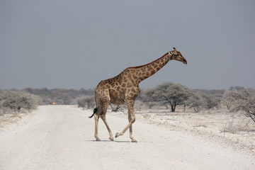 Giraffe