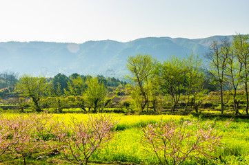 The field of yellow flowers