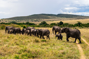 Fototapeta premium Wild herd of elephants in Masai Mara
