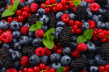 Blackberry, raspberry, blueberry,  red currant and mint background.