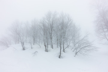 Fototapeta na wymiar Foggy day in Caucasus highlands. Winter in Rosa Khutor.