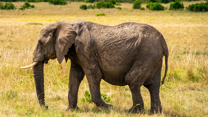 Single elephant in Massai Mara