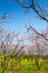 Countryside landscape with mountain in spring