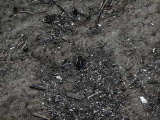 butterfly sitting on the ground, Russia.