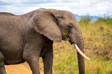 Obraz premium Single elephant in Massai Mara