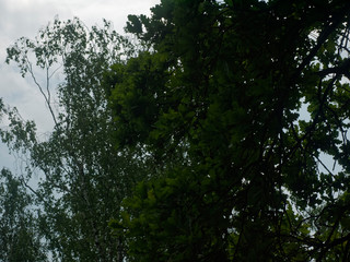 oak leaves in cloudy weather in summer, Russia.