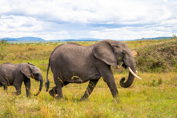 Fototapeta na wymiar Wild herd of elephants in Masai Mara