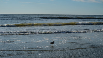 Fototapeta premium seagull sandy solo 003