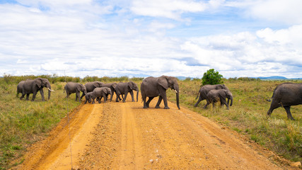 Obraz na płótnie Canvas Wild herd of elephants in Masai Mara