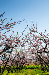 Peach flowers in the countryside