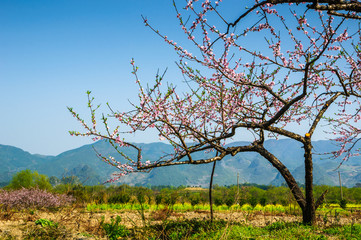 Countryside landscape with mountain in spring