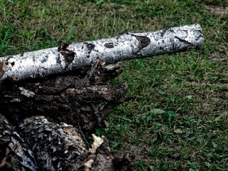 wood from the roots of the birch, Russia.