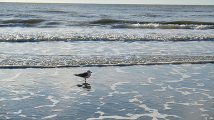 seagull sandy solo 011