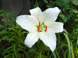 White Lily close-up on a summer day.