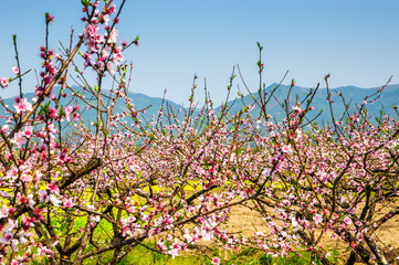 Countryside landscape with mountain in spring