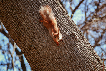 beautiful red squirrel runs on a tree