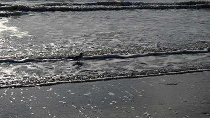 drama seagull on beach 003