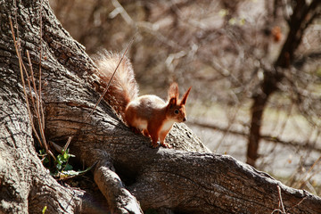 beautiful red squirrel runs on a tree