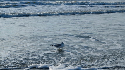 Naklejka premium seagull sandy solo 013