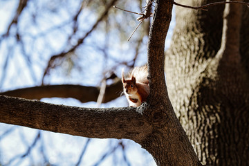 beautiful red squirrel runs on a tree