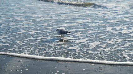 seagull sandy solo 017