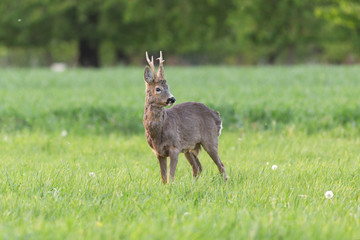 European western roe deer (Capreolus capreolus). Roe deer buck / capreolus capreolus / with big antlers standing on the field. 