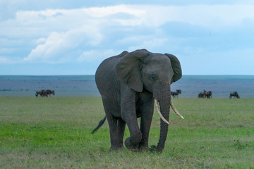 Fototapeta premium Single elephant in Massai Mara