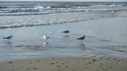 Obraz premium flock of seagulls on beach 004