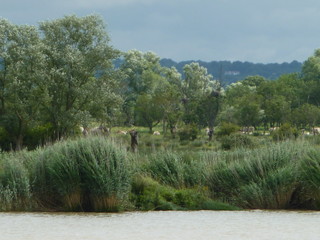 Wilde Landschaft nahe der Loire-Mündung, Frankreich