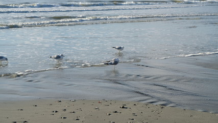 flock of seagulls on beach 001