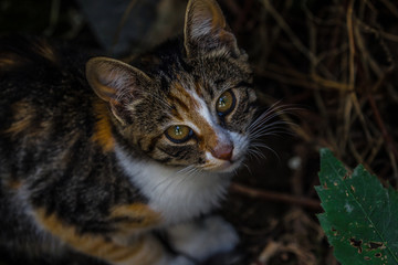 chats