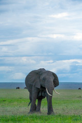 Fototapeta na wymiar Single elephant in Massai Mara
