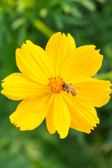 Bee on yellow cosmos flowers