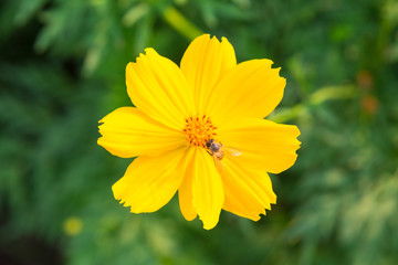 Bee on yellow cosmos flowers