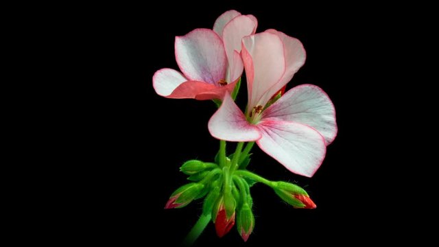 Macro timelapse video blooming flowers of pink geranium.4K