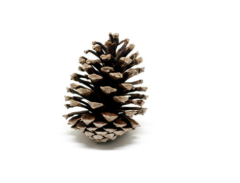 Pine cone isolate picture, pine cone on white background