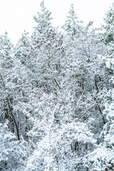 snowy trees and forest in winter