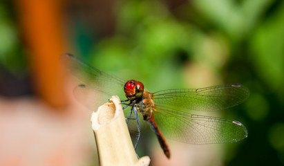 Close up photo of a dragonfly (Sympetrum flaveolum) resting on a bamboo stick. Red and orange body. Green background.