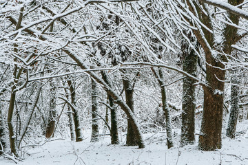 snowy trees and forest in winter