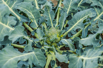 Bush plants cauliflower grows in the garden. Brassica oleracea. Homestead farming.