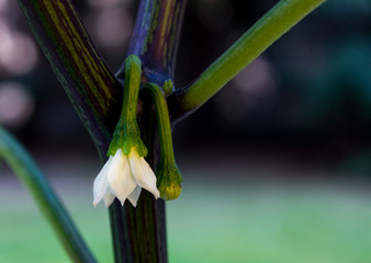 Close up photo of jalapeno pepper blooming and unopened flower. The flowers are hanging down from the plant. White blooming flower, black and green stripes on the plant.