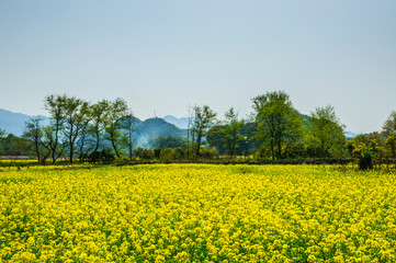 Countryside scenery in spring season