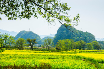 Countryside scenery in spring season