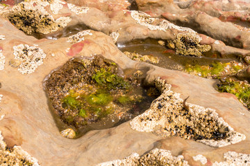Playa la Concha - Santander - Detailaufnahme - Muscheln am Felsen