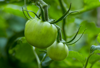 Macro photo of two green tomatoes (Solanum lycopersicum) on vine. Big unripe tomatoes. Leaves in the background. Only green colors.