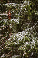 winter forest in the park