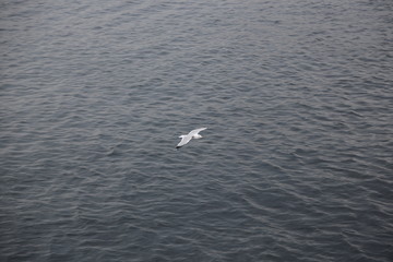 Fototapeta na wymiar seagull flying in the sky