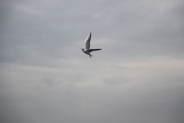 Fototapeta na wymiar seagull flying in the sky